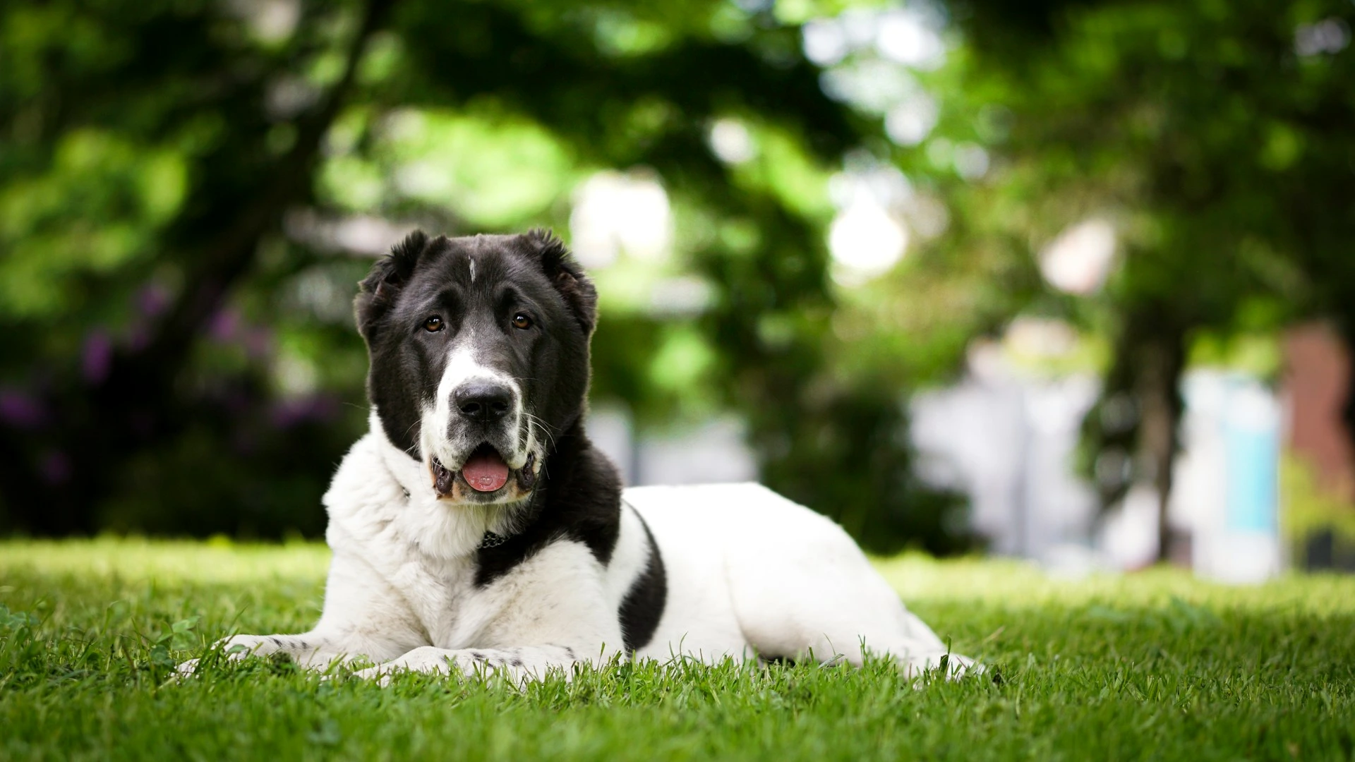 A dog lies on a green lawn against a blurred background of trees.