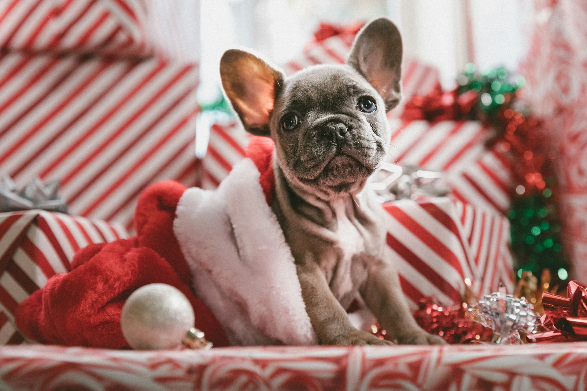 A French Bulldog puppy wrapped in a Santa hat sits surrounded by Christmas presents and holiday decorations.
