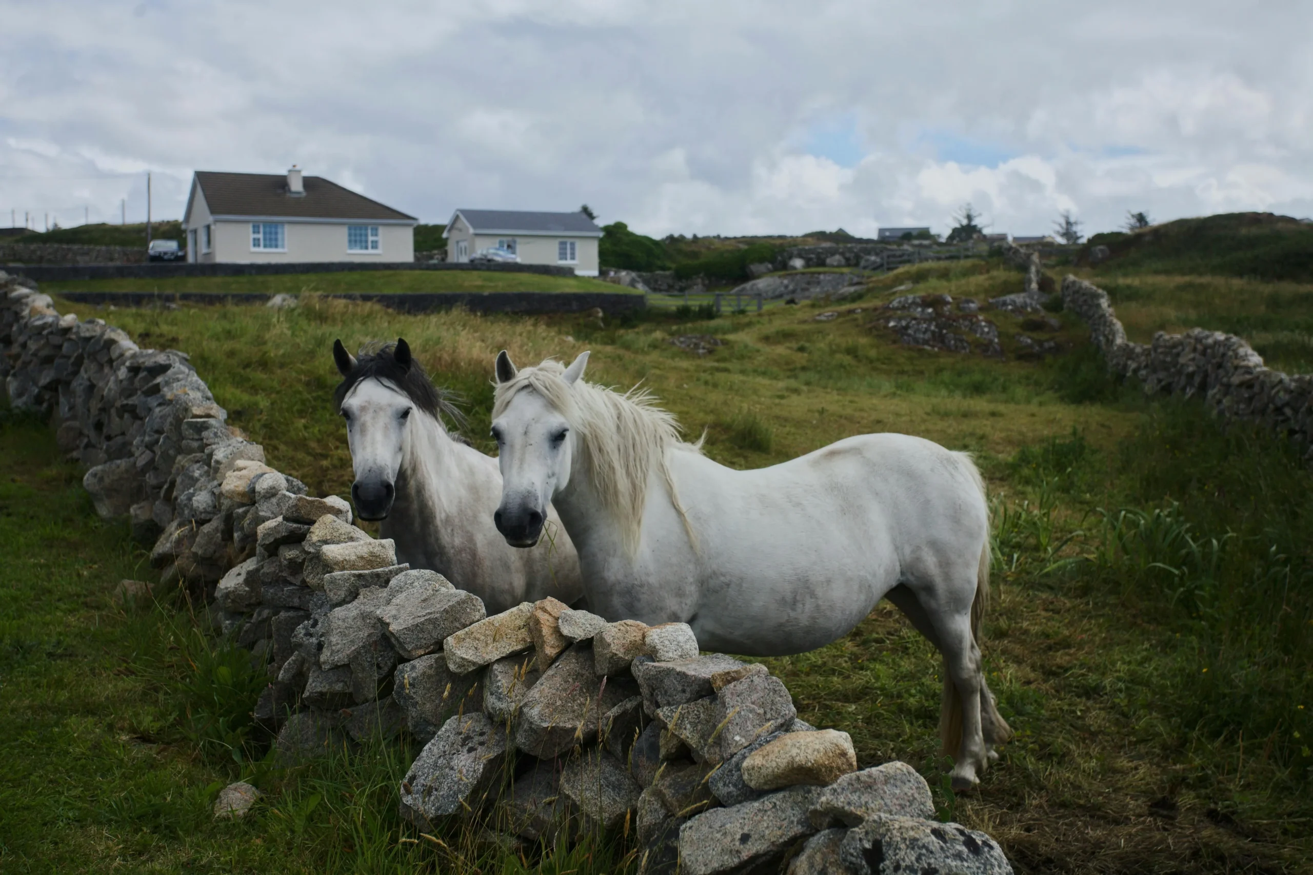 Two white horses stand behind a rustic stone wall in a green field.